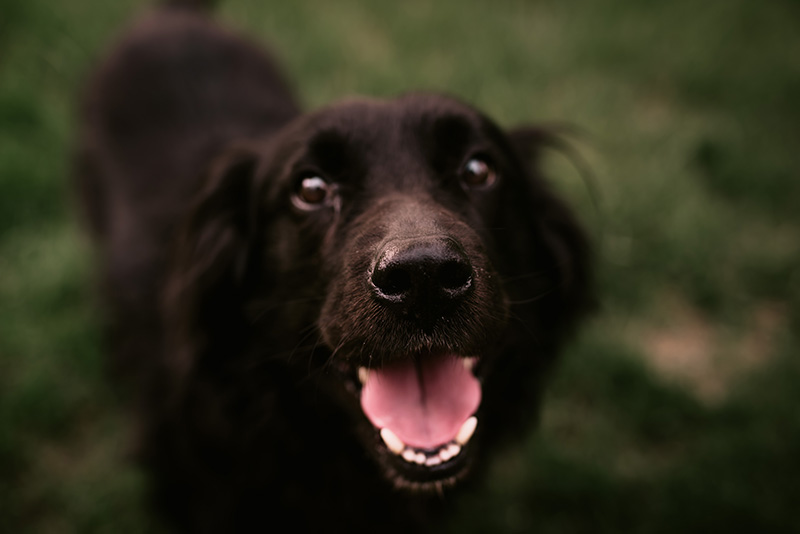 8 Photo Session Tips from a Pet Photographer